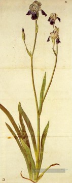 Iris Albrecht Dürer classique fleurs Peinture à l'huile